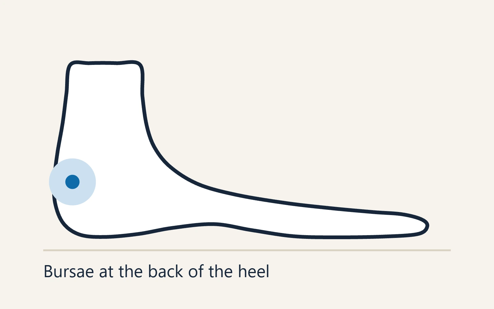 Side view of the heel marking the bursae at the back of the heel
