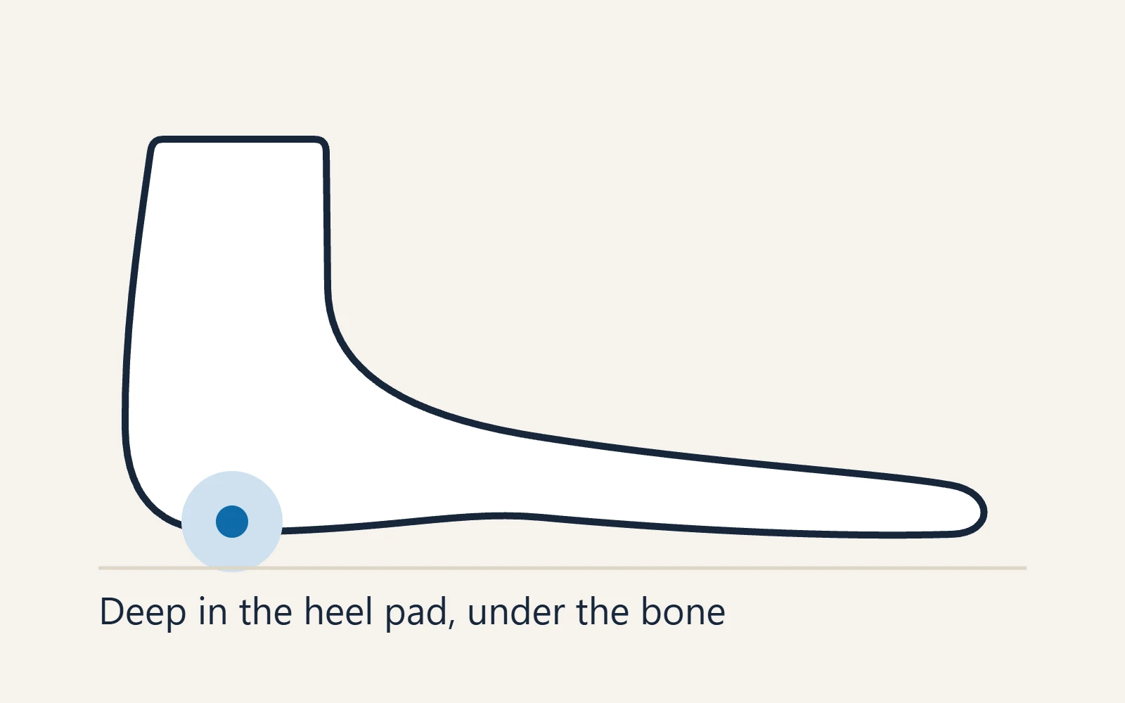 Schematic side view of the foot: Deep in the heel pad, under the bone