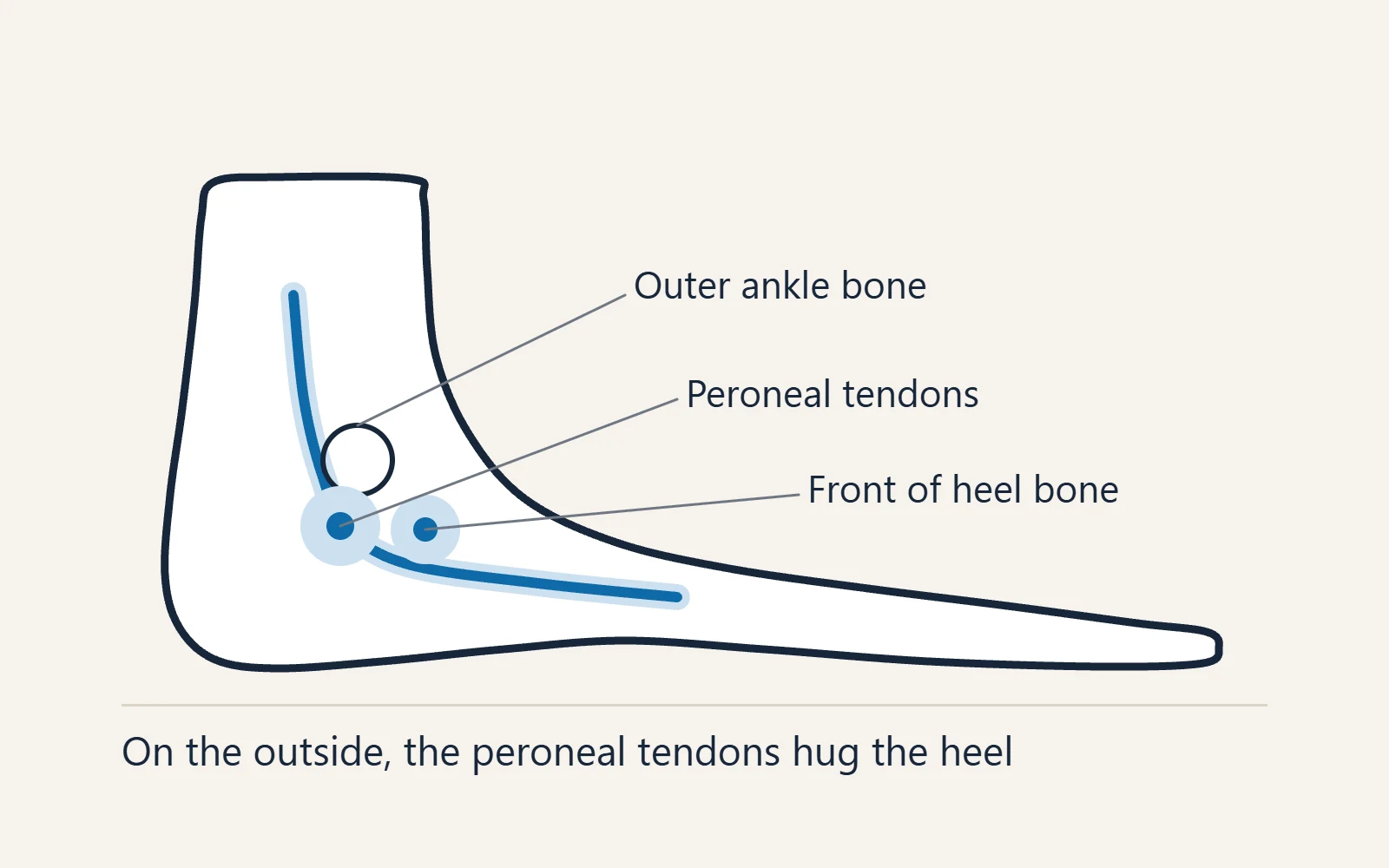 Side view of the outer heel showing the peroneal tendons running behind and below the outer ankle bone, and the front of the heel bone